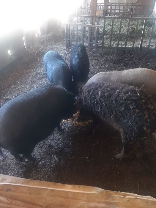 В'єтнамські поросятка