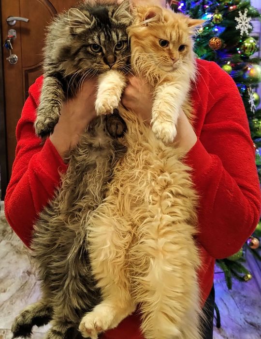 Братики Лорд та Фродо в добрі руки !