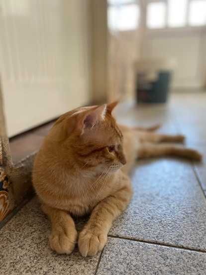 CASTRADO ! Macho juvenil disponível para adoção responsável