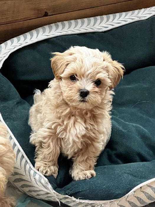 Maltipoo mini certyfikat