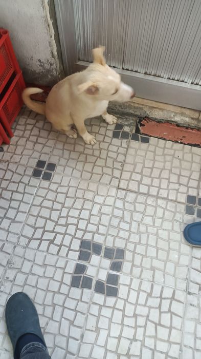 Linda cachorra castanha e manhas brancas