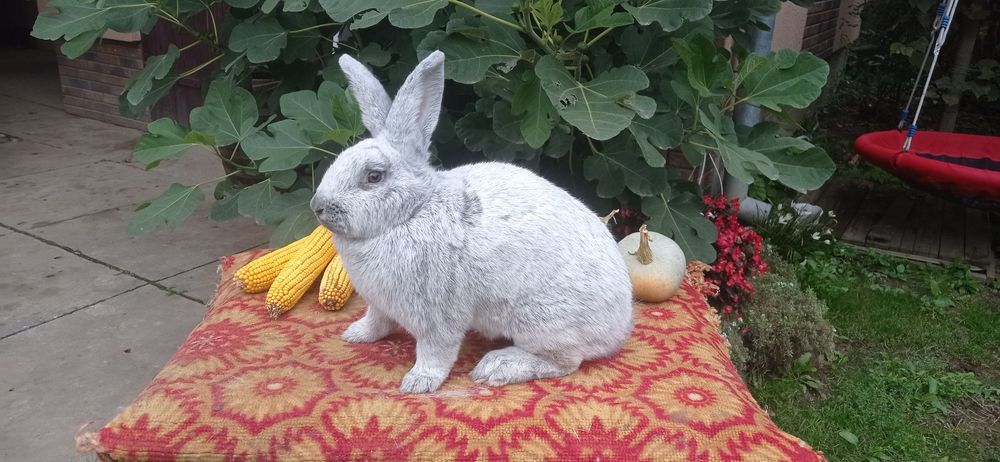 Кролики породи Велике Світле Срібло