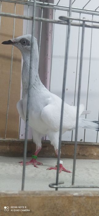 Srebrniak Srebrniaki Samica