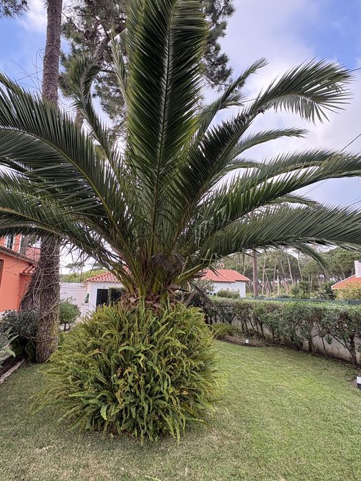 Palmeira Grande Linda