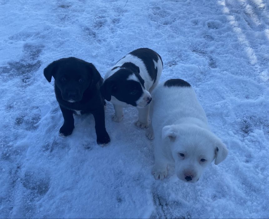 Віддам у добрі руки цуценят! Самовивіз! Безкоштовно