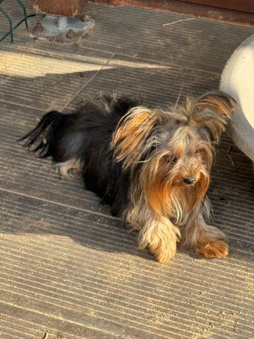 Yorkshire Terrier Fêmea Adulta com Lop