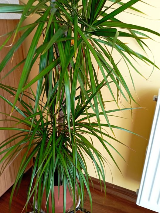 Dracena doniczkowa