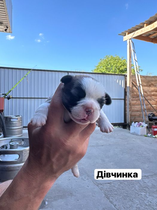 Цуценята французького бульдога