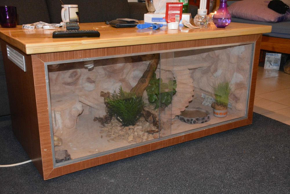 Terrarium do agamy brodatej