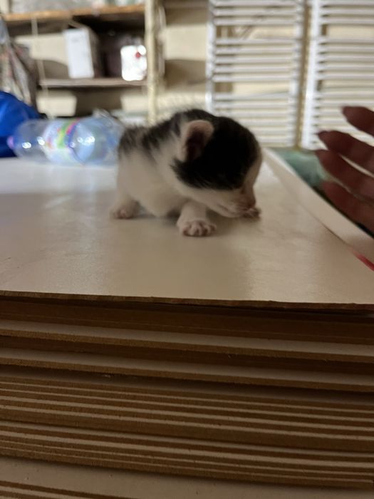 віддам котиків в добрі руки