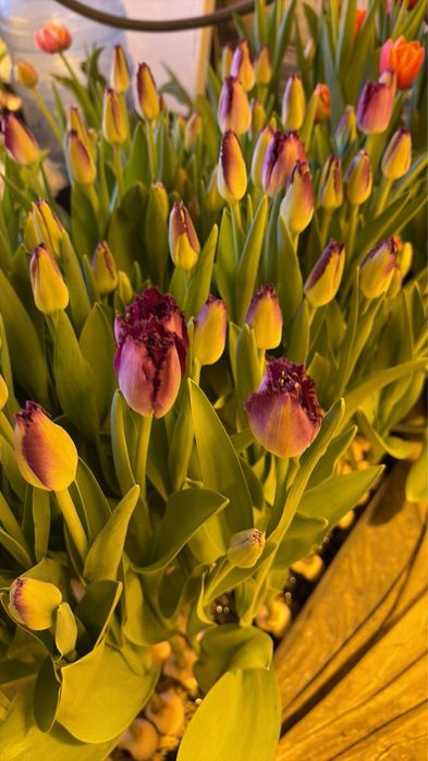 Тюльпаны к 8 марта