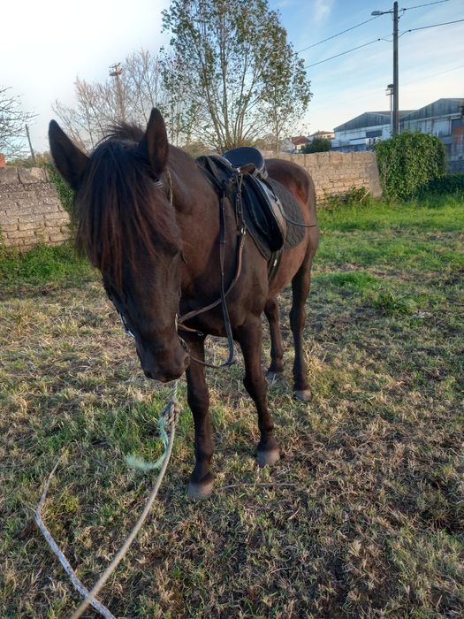 Vendo cavalo 10 anos
