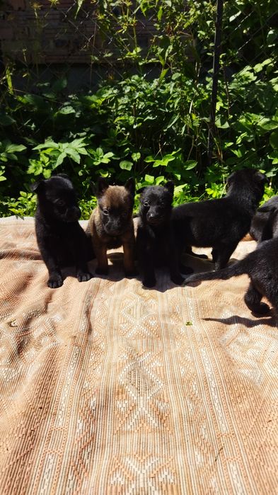 Німецька вівчарка