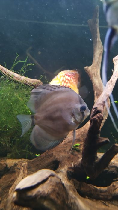 Paletka cobalt ok 7 cm