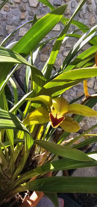 Orquídea Esverdeada