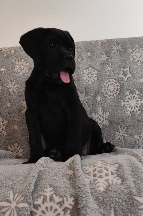 Віп красотка. Чорна кане-корсо для цінителів породи