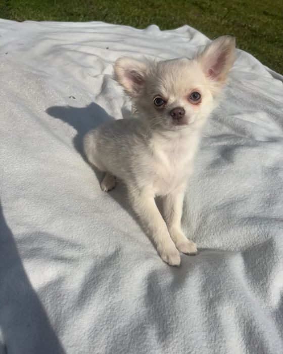 Chihuahua suczka długowłosa