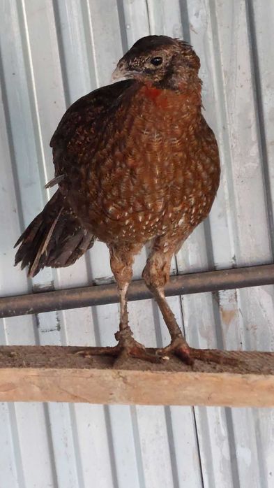 bażant samica satyra