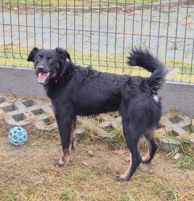 Młodziutki Zenit do adopcji