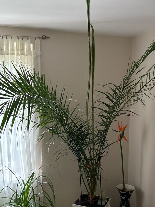 Palma domowa - 2 metry wysokości .