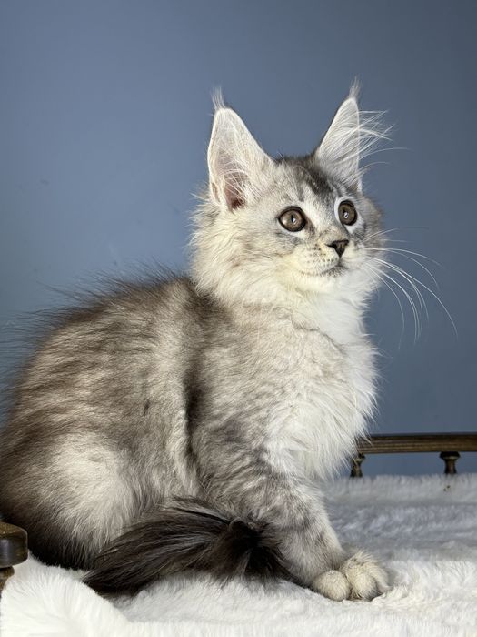 Тикированый шедед линия 3  месяца мальчик мейн кун