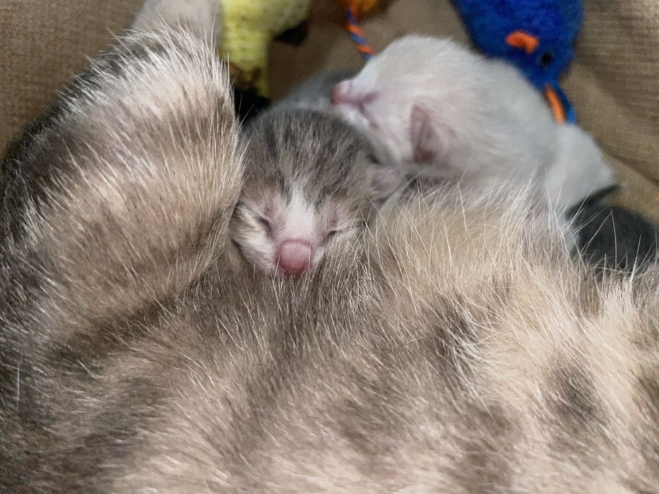 Adoção dos bebes