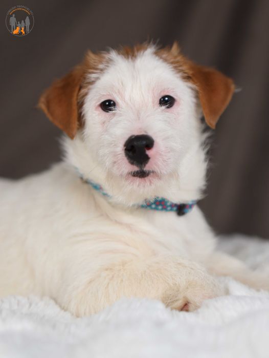 Jack Russell Terrier ZKwP FCI grzeczny piesek po CH.PL