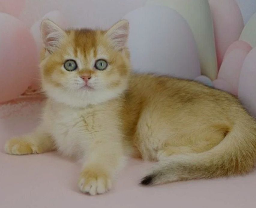 Прийму в дар маленьке щастя