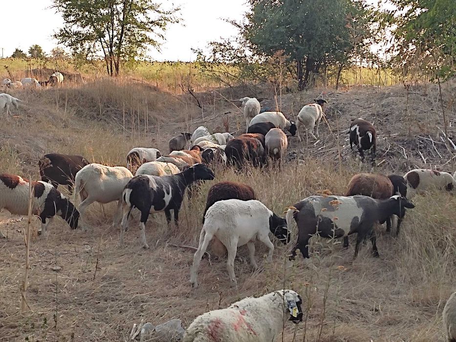 Продам ярки та матки крос дорпера (вівці, овцы)