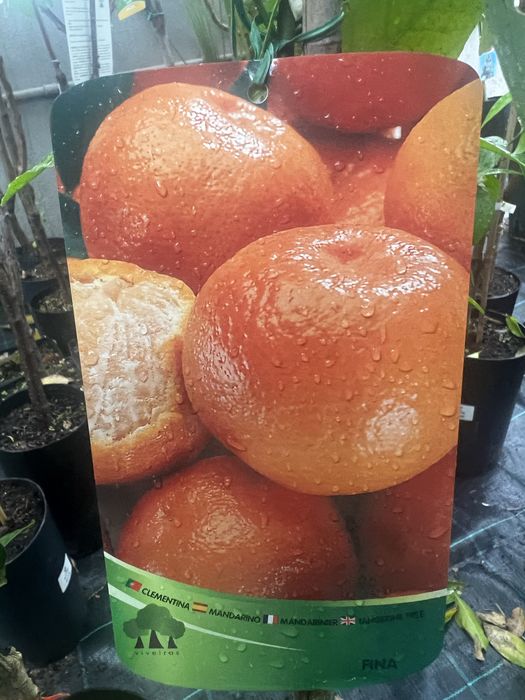 Várias variedade de citrinos