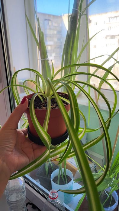 Хлорофитум полосатый очиститель воздуха