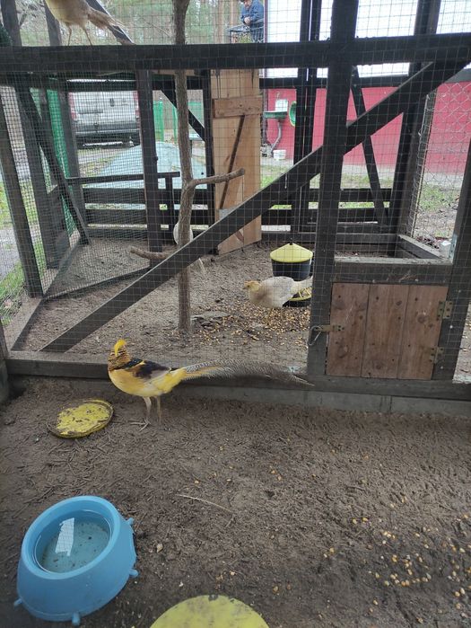 Bażanty bananowe na sprzedaż