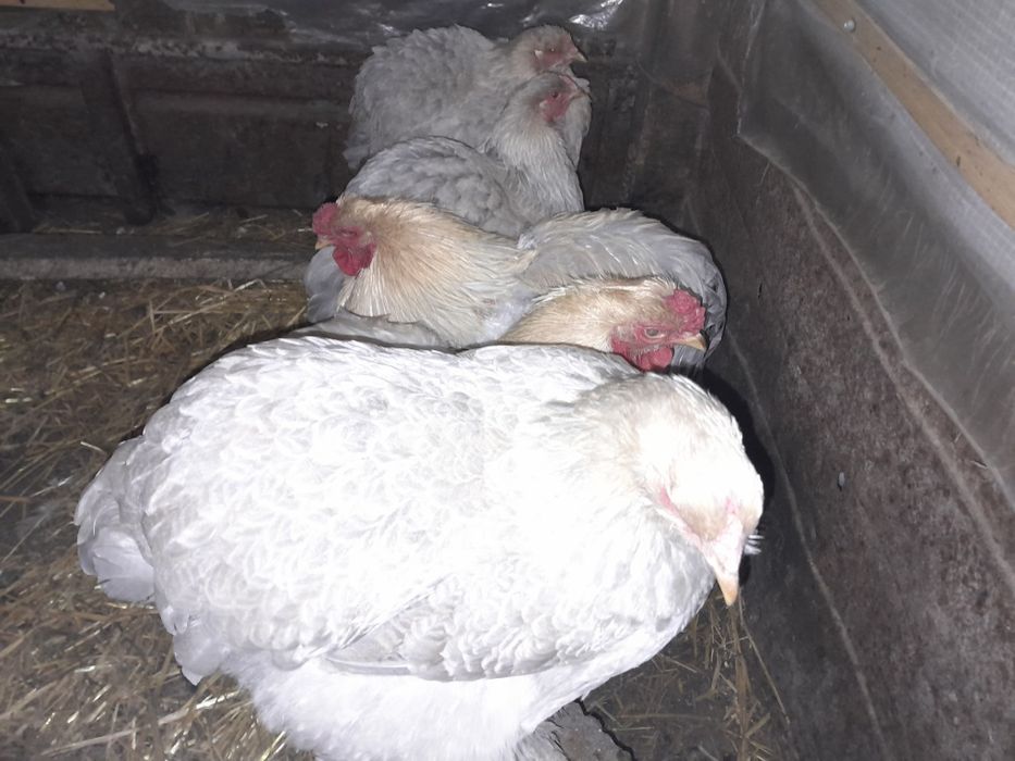 Інкубаційні яйця курей брама ізабелла.