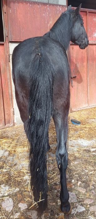 Potro PSL Negro, con libro azul