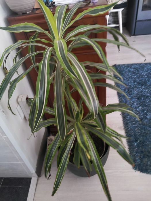 Planta viçosa Dracaena