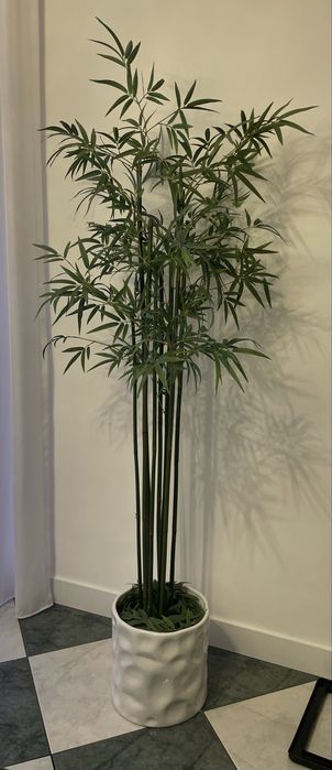 Vendo planta para desocupar bambu