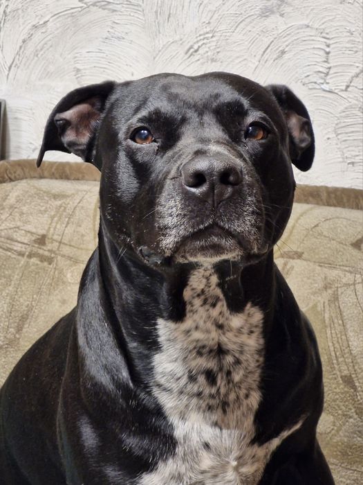 Pit bull для злучки