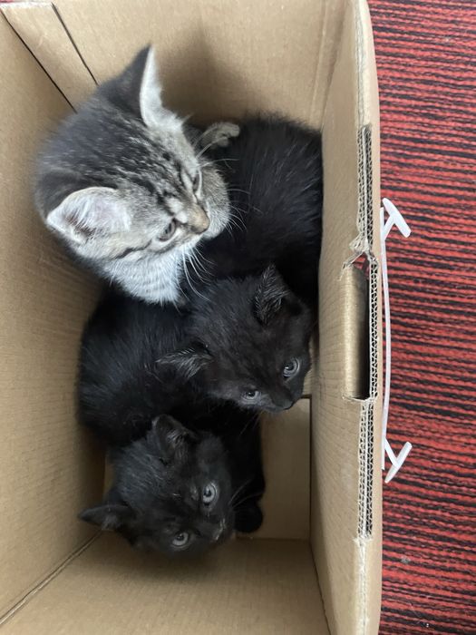 Віддам котиків: 3 дівчинки