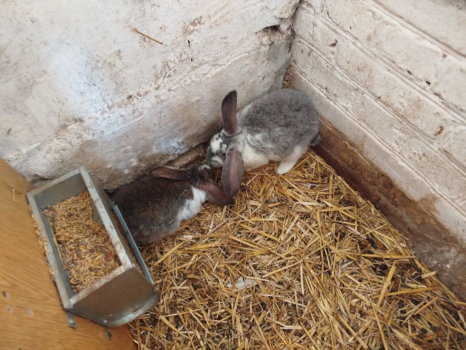 Witam sprzedam dwa samce baranka francuskiego