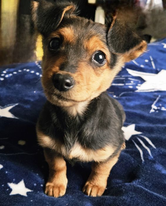 Цуцинятка шар пей і такса