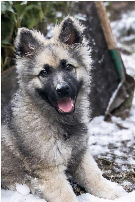 FELIX pies Owczarek Staroniemkecki