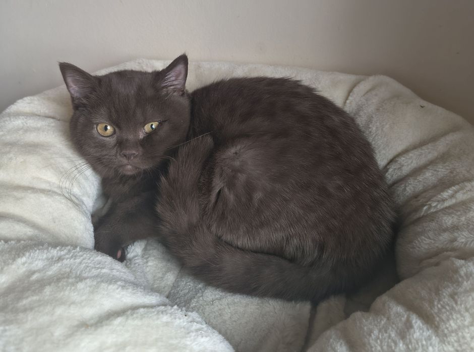 Piękna  kotka  brytyjska czekoladowa-rodowód FPL -do odbioru