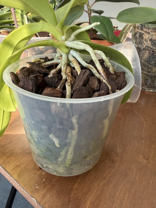 Продам орхідею Tying shin blue joy ( Блю джой)