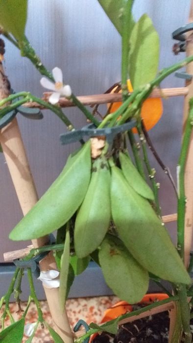 Плодоносящий цитрус Каламондин с плодами. .