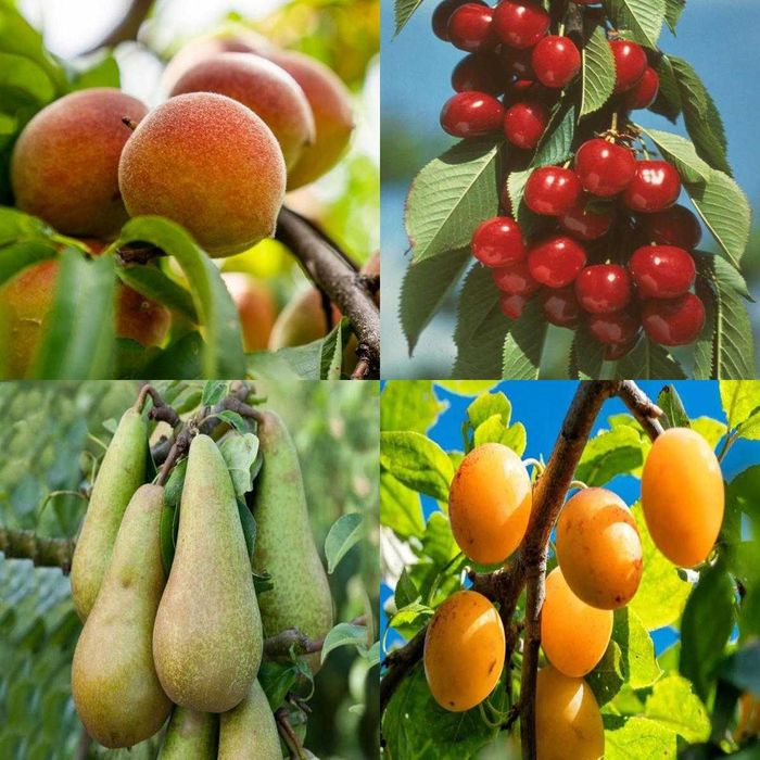 Drzewka owocowe, krzewy, duży wybór, wysyłka