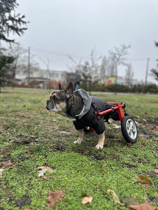 Инвалидная коляска для французского бульдога мопса таксы