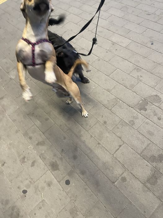 Чихуахуа помесь