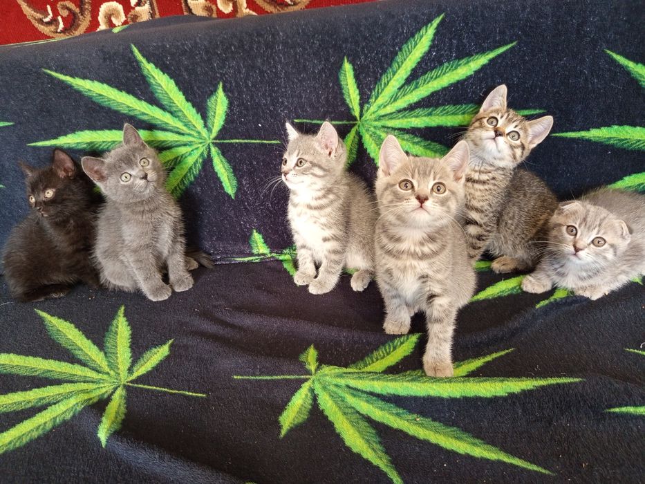 кошенята  породи британська короткошерста