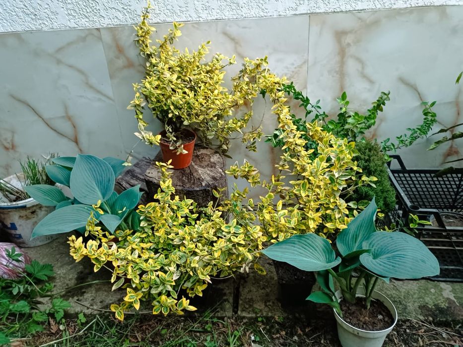 Бересклети різних видів