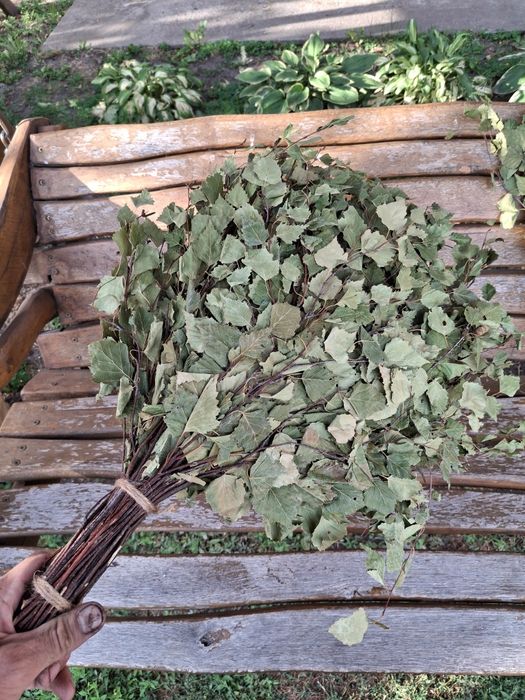 Віники в сауну березові дубові євкаліпт лавада травяні для запаха мята